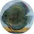 Green Snakeskin Discus - 2 inch